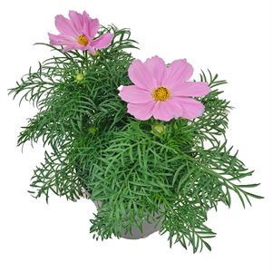 Afbeelding van EJ Cosmos Bipinatus Pink
